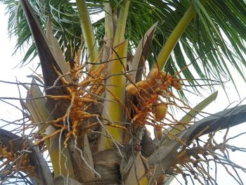 Low angle view of palm tree