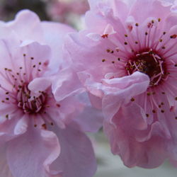 Close-up of pink flower