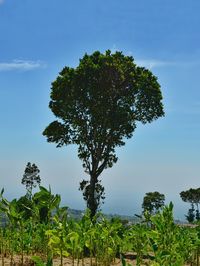 Low angle view of trees against blue sky