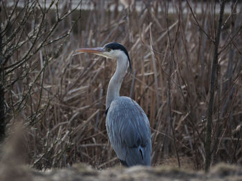 Gray heron perching on a land