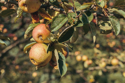 Close-up of fruits growing on tree. apples, apple tree.