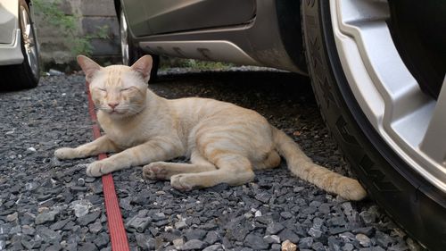 Cat lying down in car