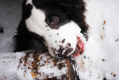 Close-up of dog lying on snow covered field