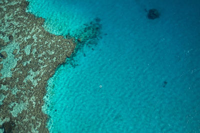 High angle view of turtle in sea