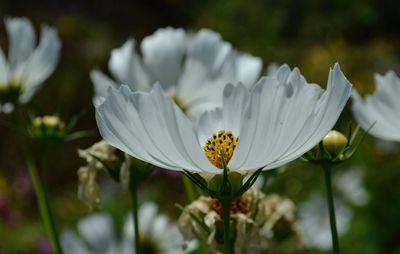 Close-up of white daisy flowers