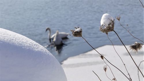 Close-up of snow on plants against lake with swans