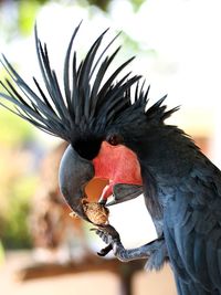 Close-up of a bird