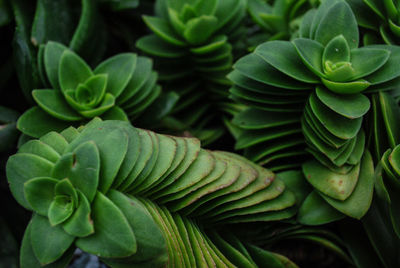 Full frame shot of succulent plant leaves