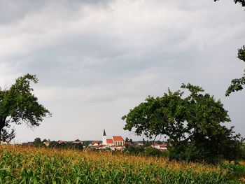 Plants growing on field against sky