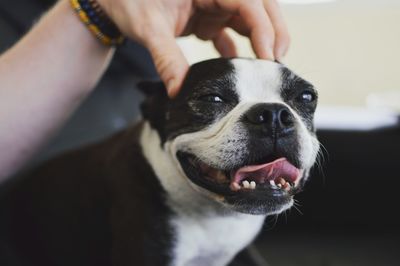 Cropped hand touching boston terrier