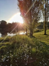 Trees on field against sky during sunset