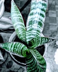 High angle view of succulent plant leaves