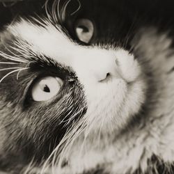 Close-up portrait of a cat