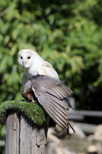 Bird perching on wooden post