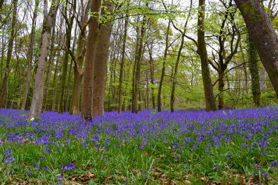 Purple crocus flowers in forest