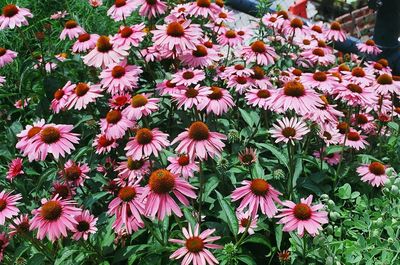 High angle view of eastern purple coneflowers blooming outdoors