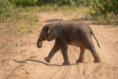 Elephant drinking water