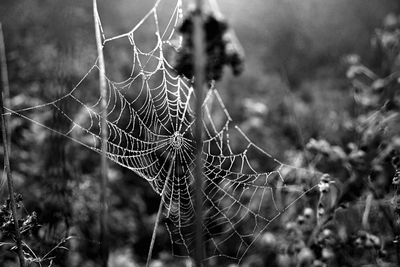 Spider web on plants in forest