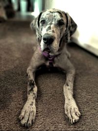 Portrait of dog sitting on floor