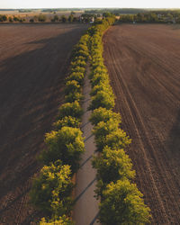 High angle view of agricultural field and avenue 