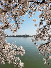 Cherry tree over lake by capitol building against clear sky