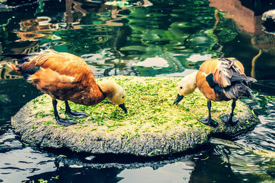 View of birds in lake