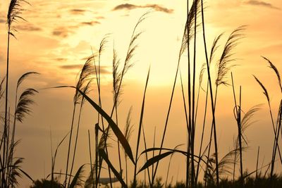 Close-up of silhouette plants against sky during sunset