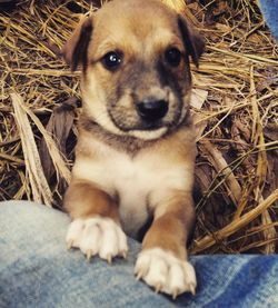 Close-up portrait of dog