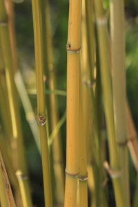 Full frame shot of plant