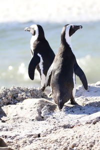 High angle view of penguins on beach