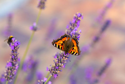 Close-up of butterfly pollinating on purple flower