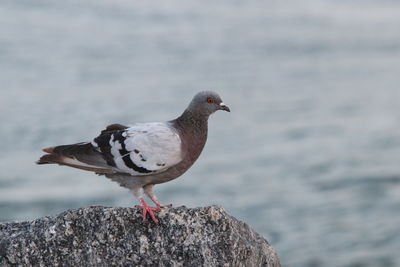 Close-up of pigeon perching on rock .