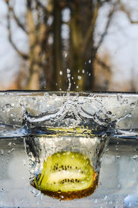 Close-up of kiwi in water