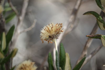 Close-up of insect on flower