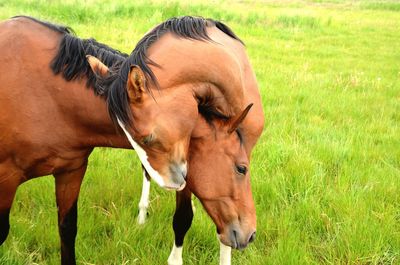 Horse in a field