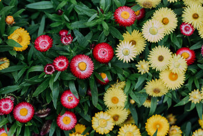 High angle view of multi colored flowering plants