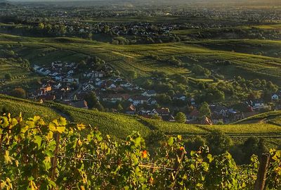 High angle view of vineyard