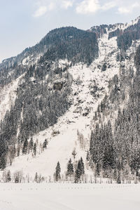 Aerial view of pine trees on snowcapped mountains against sky