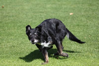 Dog running on field