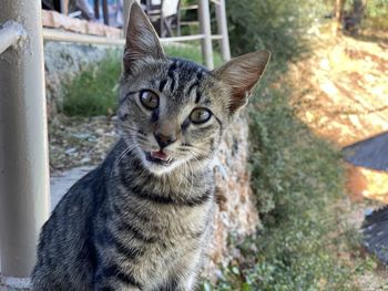 Close-up portrait of tabby cat