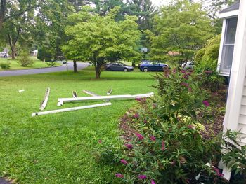 Scenic view of flowering plants and trees in park