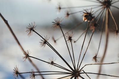 Close-up of insect on plant