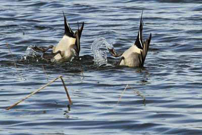 Birds swimming in lake