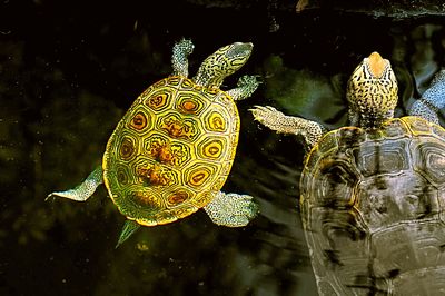 Close-up of jellyfish in water