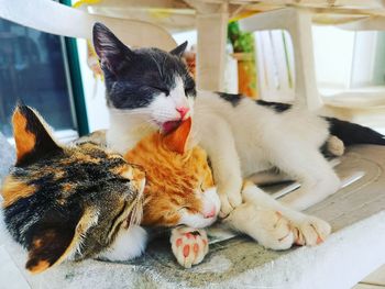 Cats resting in a cat