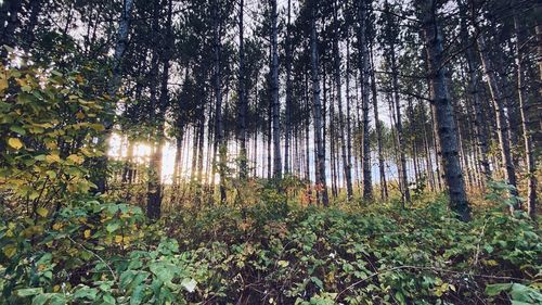 Trees in forest