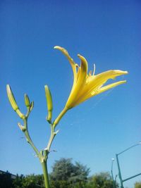 Low angle view of yellow flower against clear sky