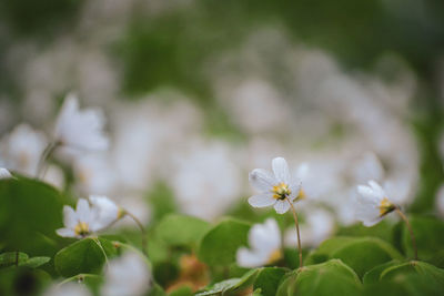 Close-up of white cherry blossom