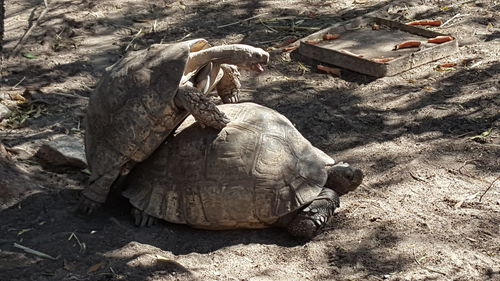 Close-up of tortoise