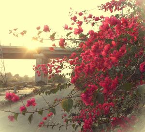 Sun shining through pink flowers